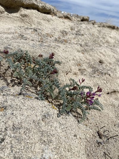 Astragalus camptopus, photographed by Matt Berger