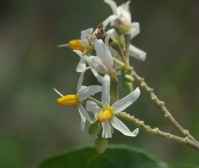 Solanum donianum, photographed by Robert Webster