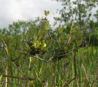Myrsine cubana, photographed by Robert Webster