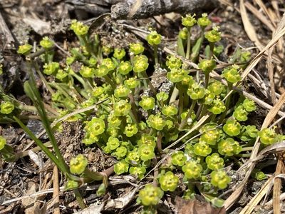 Euphorbia ipecacuanhae, photographed by Jason K.