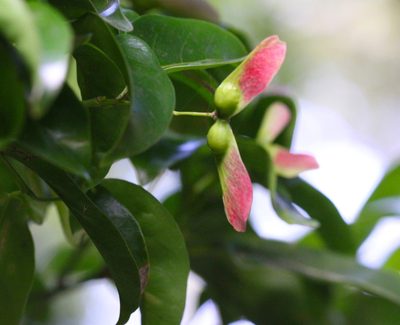 Acer laevigatum, photographed by Agnes Trekker