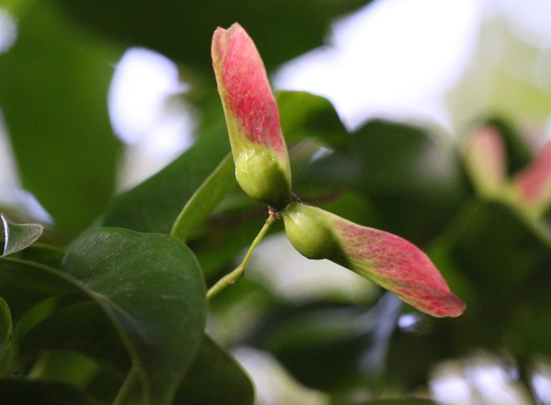 Acer laevigatum, photographed by Agnes Trekker