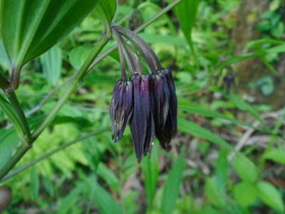 Disporum cantoniense, photographed by Eugene Popov