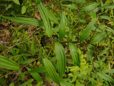Disporum cantoniense, photographed by Eugene Popov