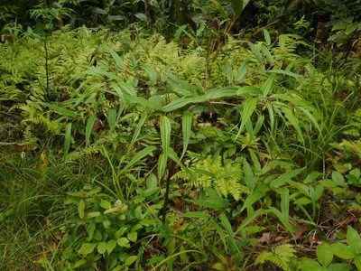 Disporum cantoniense, photographed by Eugene Popov