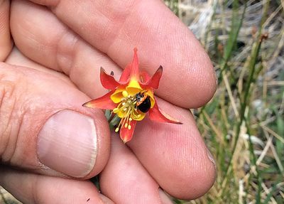 Aquilegia shockleyi, photographed by Steve Matson