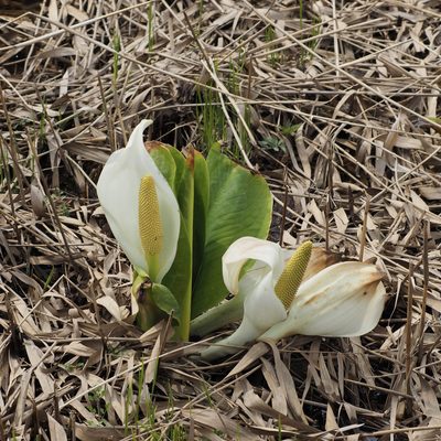 Lysichiton camtschatcensis, photographed by ITÔ, Hiroki