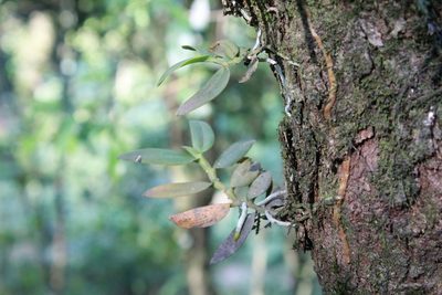 Campylocentrum micranthum, photographed by Victor De la Cruz