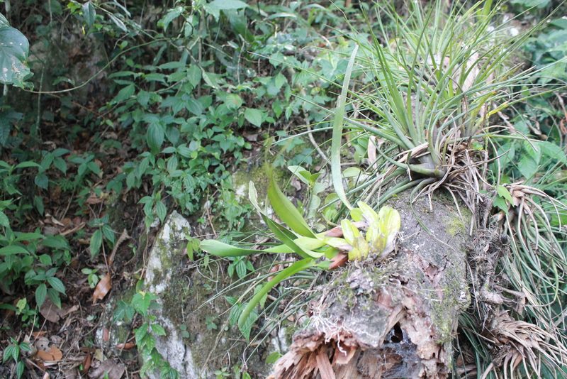 Maxillaria densa, photographed by Victor De la Cruz