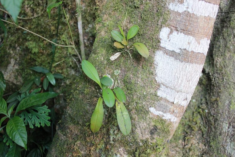 Masdevallia floribunda, photographed by Victor De la Cruz