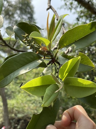 Magnolia maudiae, photographed by Yj