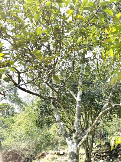 Magnolia maudiae, photographed by Yj