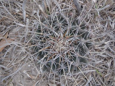 Coryphantha georgii, photographed by Alejandro Gómez Maya