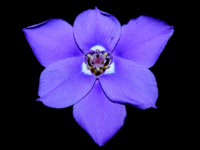Ennealophus foliosus, photographed by Manuel Roncal