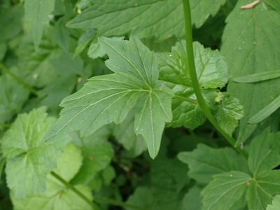 Cardamine angulata, photographed by giantcicada