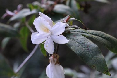 Rhododendron championiae, photographed by Agnes Trekker