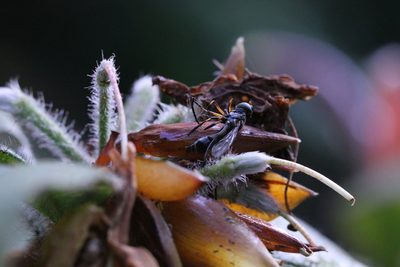 Rhododendron championiae, photographed by Agnes Trekker