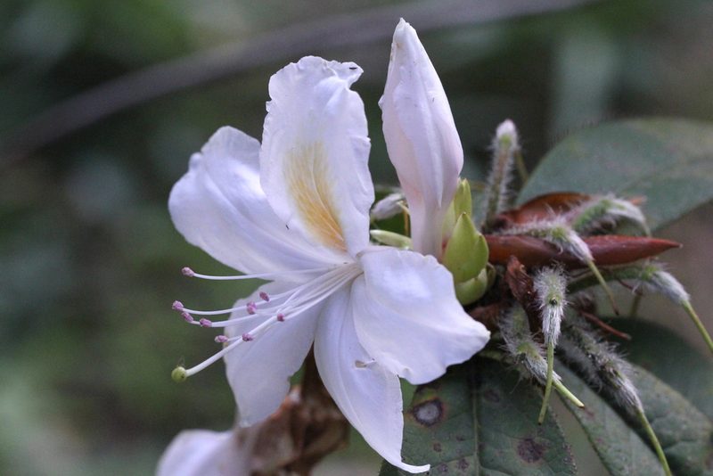 Rhododendron championiae, photographed by Agnes Trekker