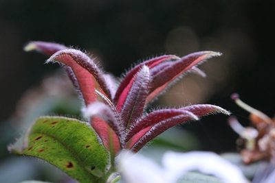 Rhododendron championiae, photographed by Agnes Trekker