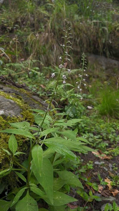 Lysimachia decurrens, photographed by Cheng-Te Hsu
