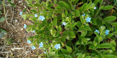 Thyrocarpus sampsonii, photographed by 雲一百香果