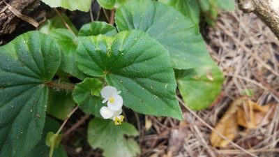 Begonia hirtella, photographed by Mitch Van Dyke