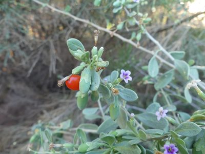 Lycium fremontii, photographed by botanygirl