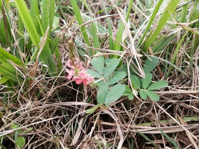 Indigofera hendecaphylla, photographed by Philani Hadebe