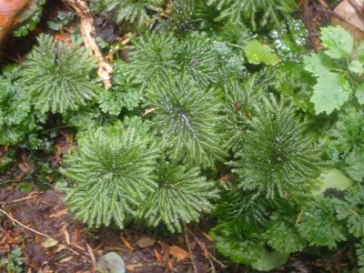 Canalohypopterygium tamariscinum, photographed by John Steel