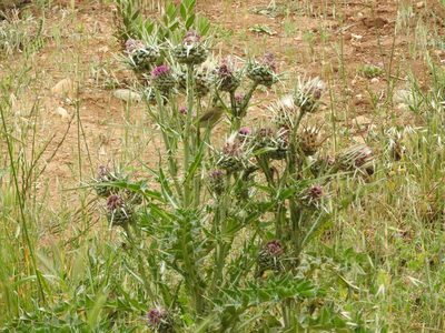 Silybum eburneum, photographed by Abdenour Kheloufi