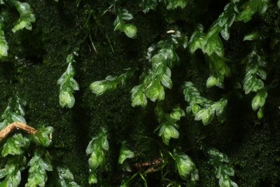 Mittenia plumula, photographed by Em Lamond