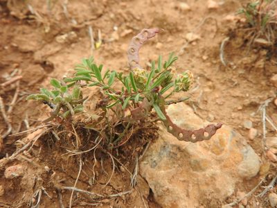 Hippocrepis ciliata, photographed by Abdenour Kheloufi