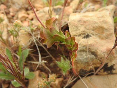 Euphorbia hieroglyphica, photographed by Abdenour Kheloufi