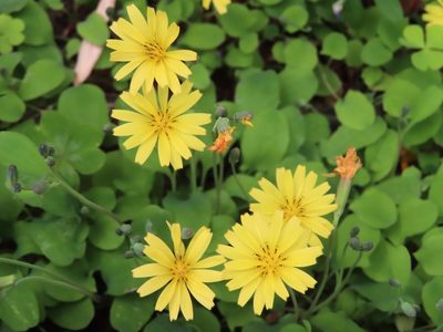 Ixeris stolonifera, photographed by mami_t_t