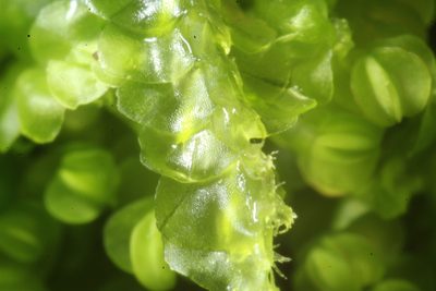Lophocolea semiteres, photographed by Em Lamond