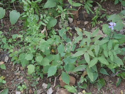 Pogostemon purpurascens, photographed by Dinesh Valke