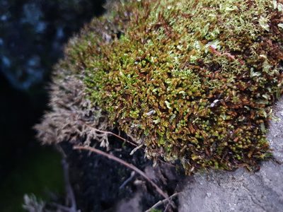 Syzygiella colorata, photographed by Em Lamond