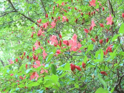 Rhododendron kaempferi, photographed by mami_t_t