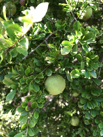 Pittosporum spinescens, photographed by elawrey