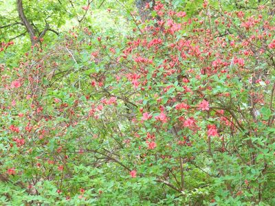Rhododendron kaempferi, photographed by mami_t_t