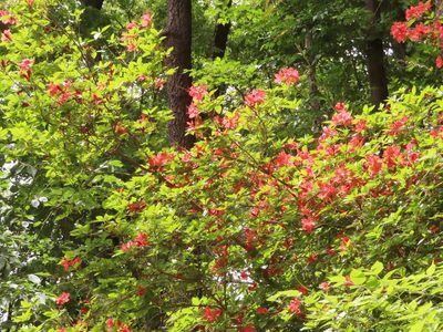 Rhododendron kaempferi, photographed by mami_t_t
