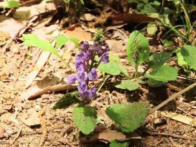 Scutellaria indica, photographed by mami_t_t