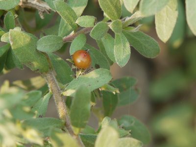 Rotula aquatica, photographed by Dinesh Valke