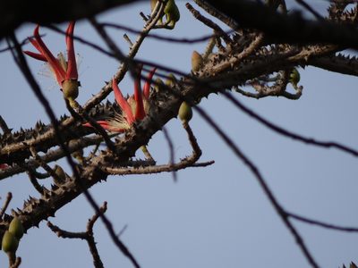 Bombax insigne, photographed by Dinesh Valke