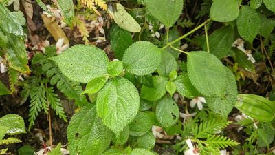 Boehmeria pilosiuscula, photographed by Cheng-Te Hsu
