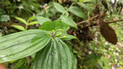 Disporum kawakamii, photographed by Cheng-Te Hsu