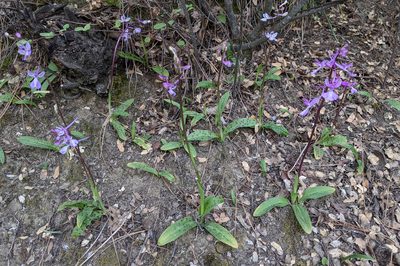 Orchis anatolica, photographed by Kristof Zyskowski