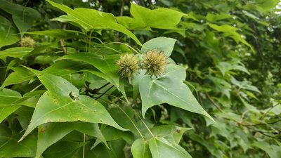 Liquidambar formosana, photographed by Cheng-Te Hsu