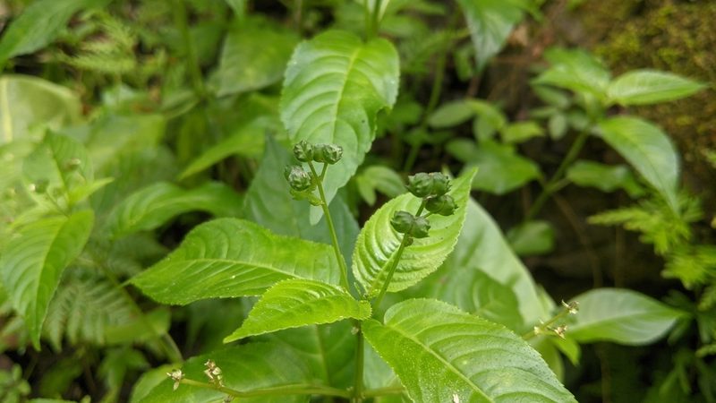 Mercurialis leiocarpa, photographed by Cheng-Te Hsu