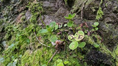 Peperomia japonica, photographed by Cheng-Te Hsu